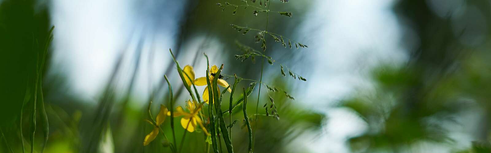 Blume am Wegesrand,
            
        
                Picture: Tourismusverband Ruppiner Seenland e.V./Jannika Olesch